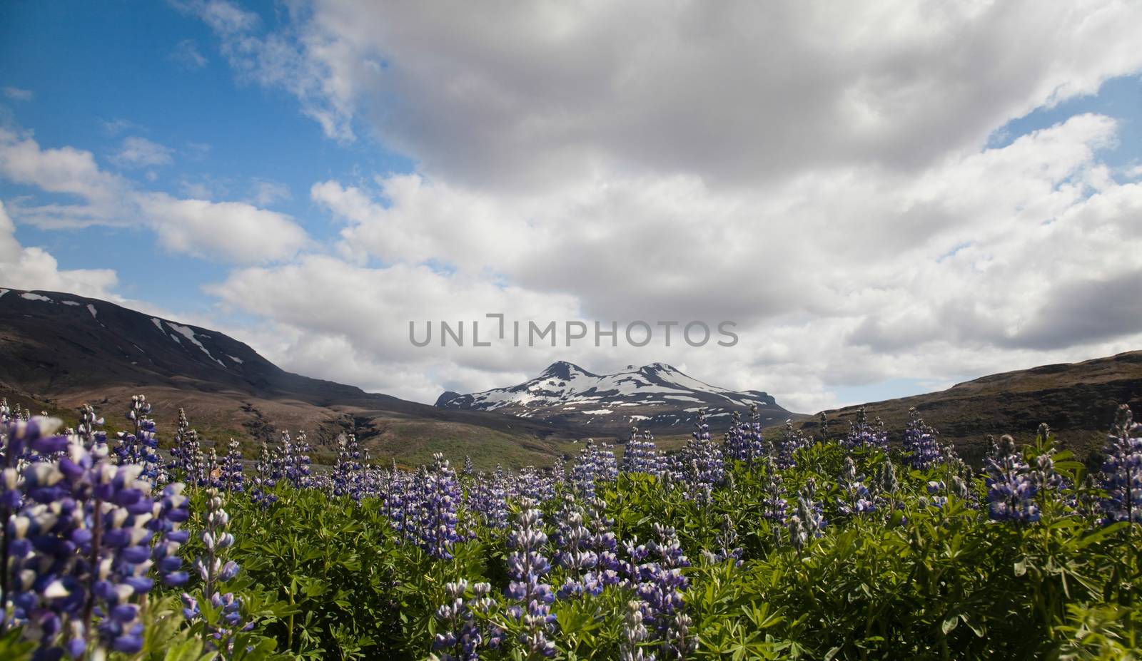 Iceland flowers, bright colorful vivid theme