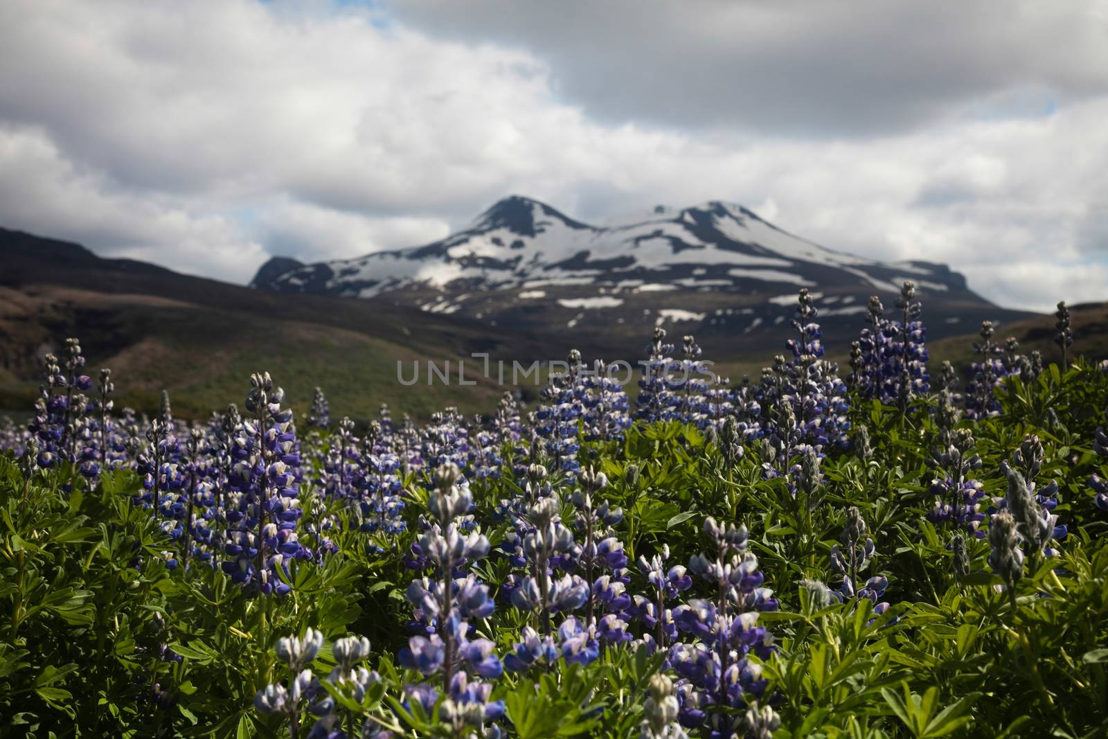 Iceland flowers, bright colorful vivid theme