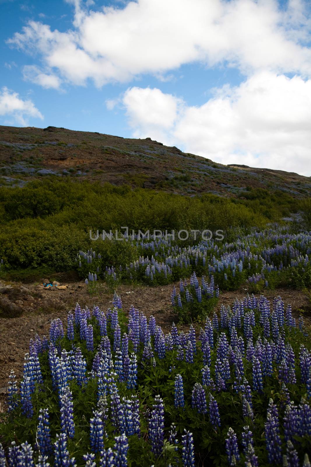 Iceland flowers, bright colorful vivid theme