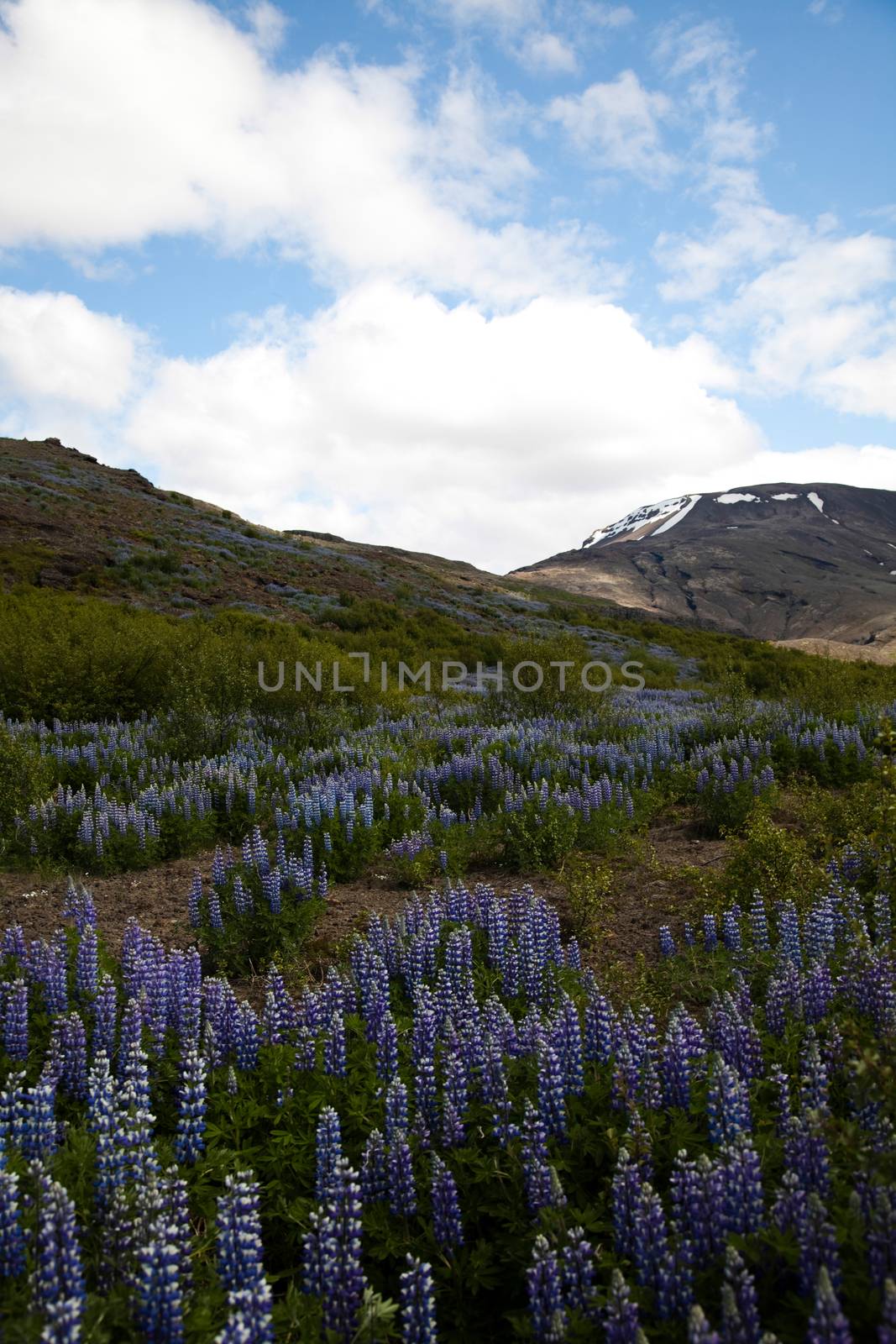 Iceland flowers, bright colorful vivid theme