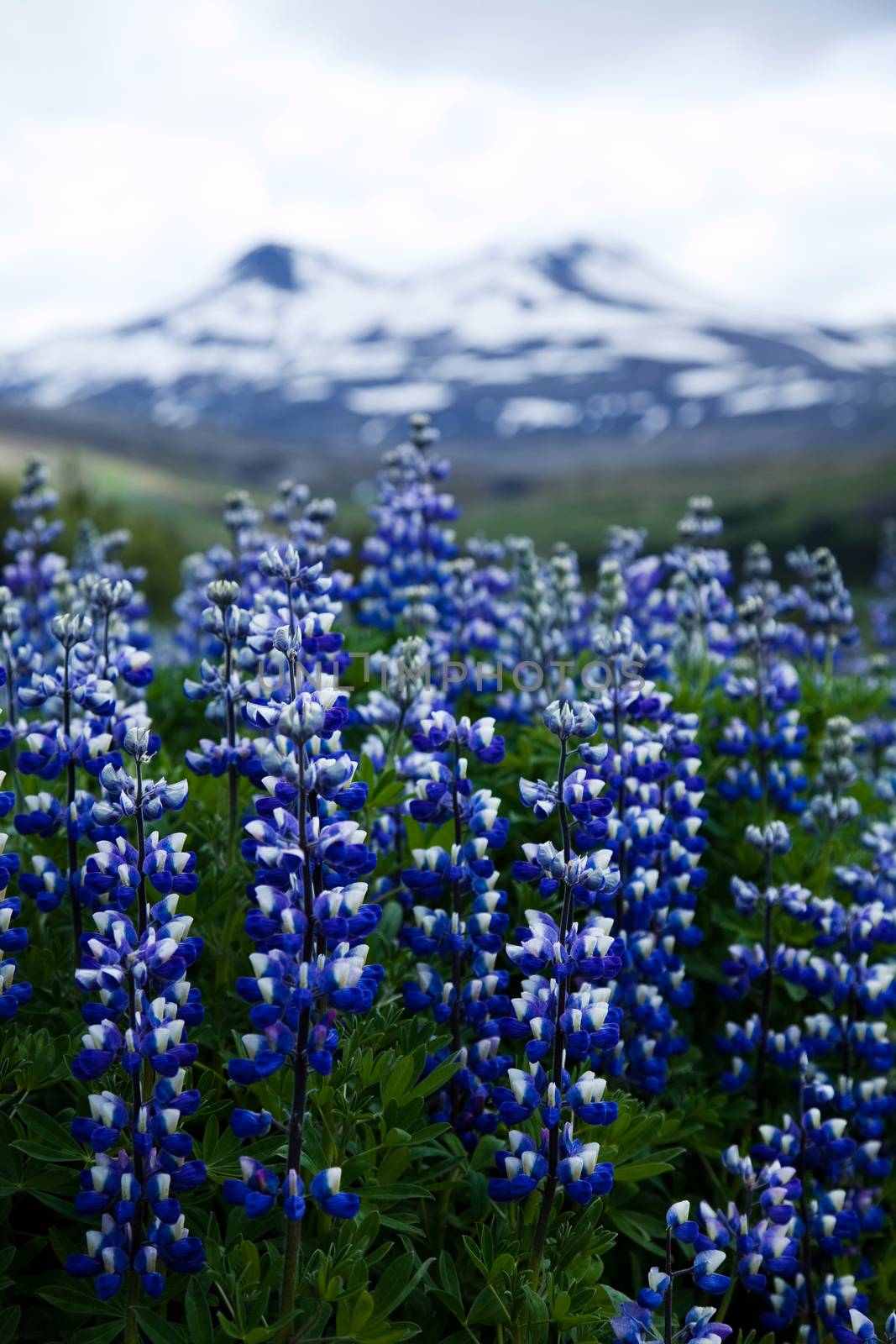 Iceland flowers, bright colorful vivid theme