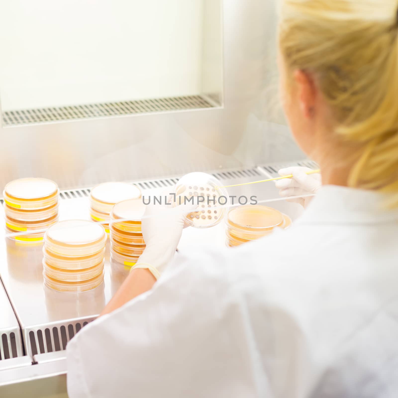 Female scientist researching in laboratory, pipetting cell culture samples on LB agar medium in laminar flow. Life science professional grafting bacteria in the petri dishes. 