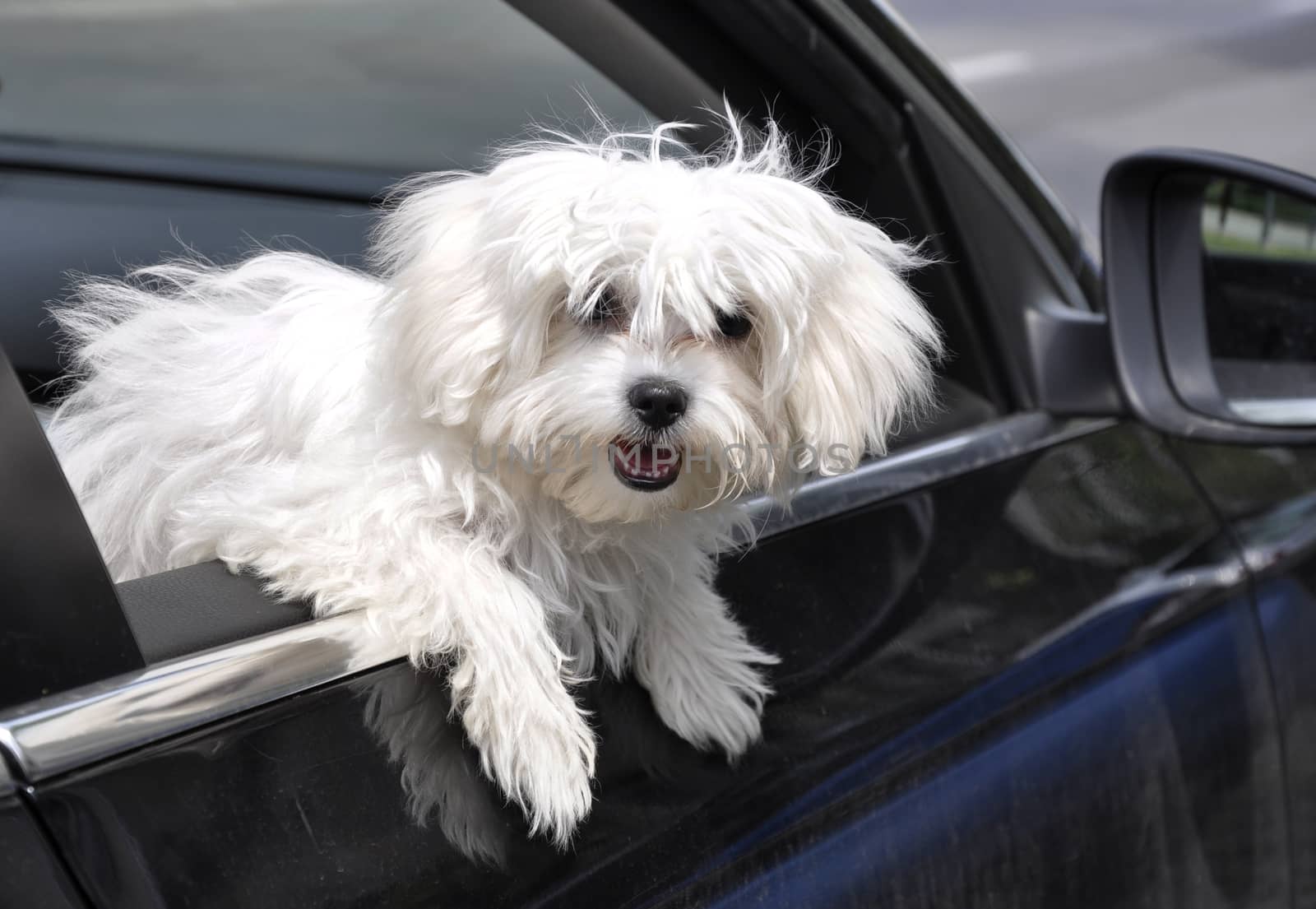 vygllyadyvayuschaya maltese dog from a car window