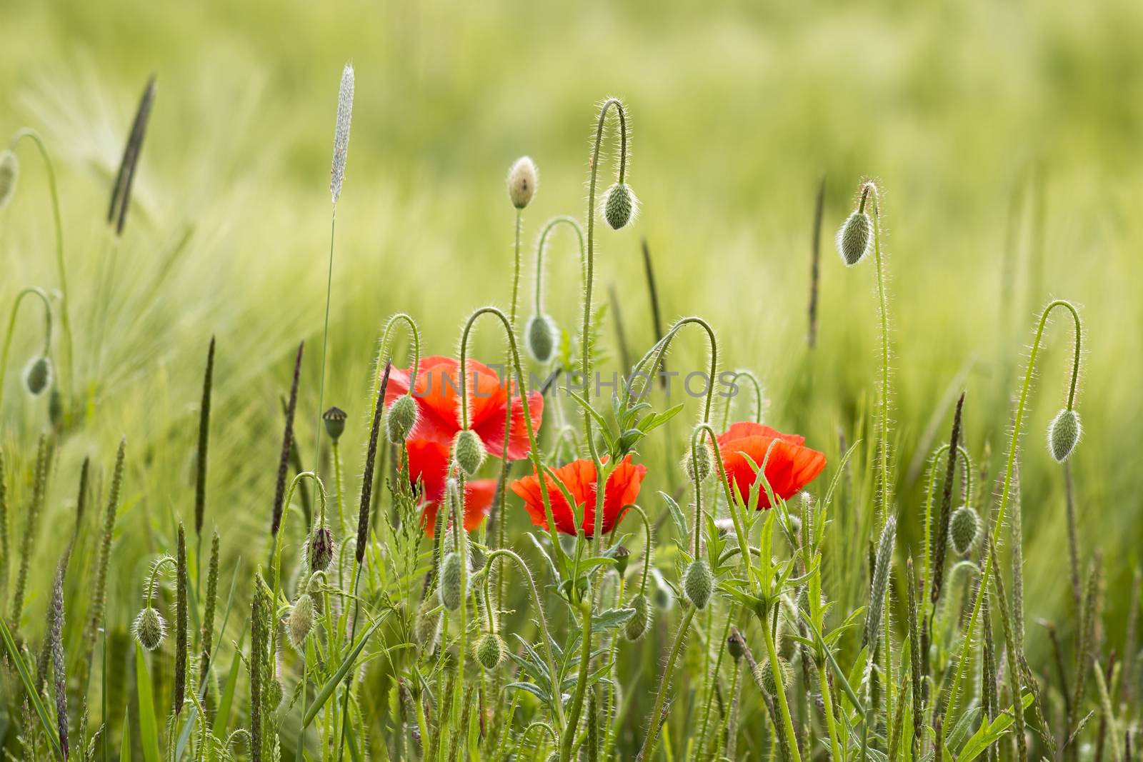 wild poppy flowers by miradrozdowski