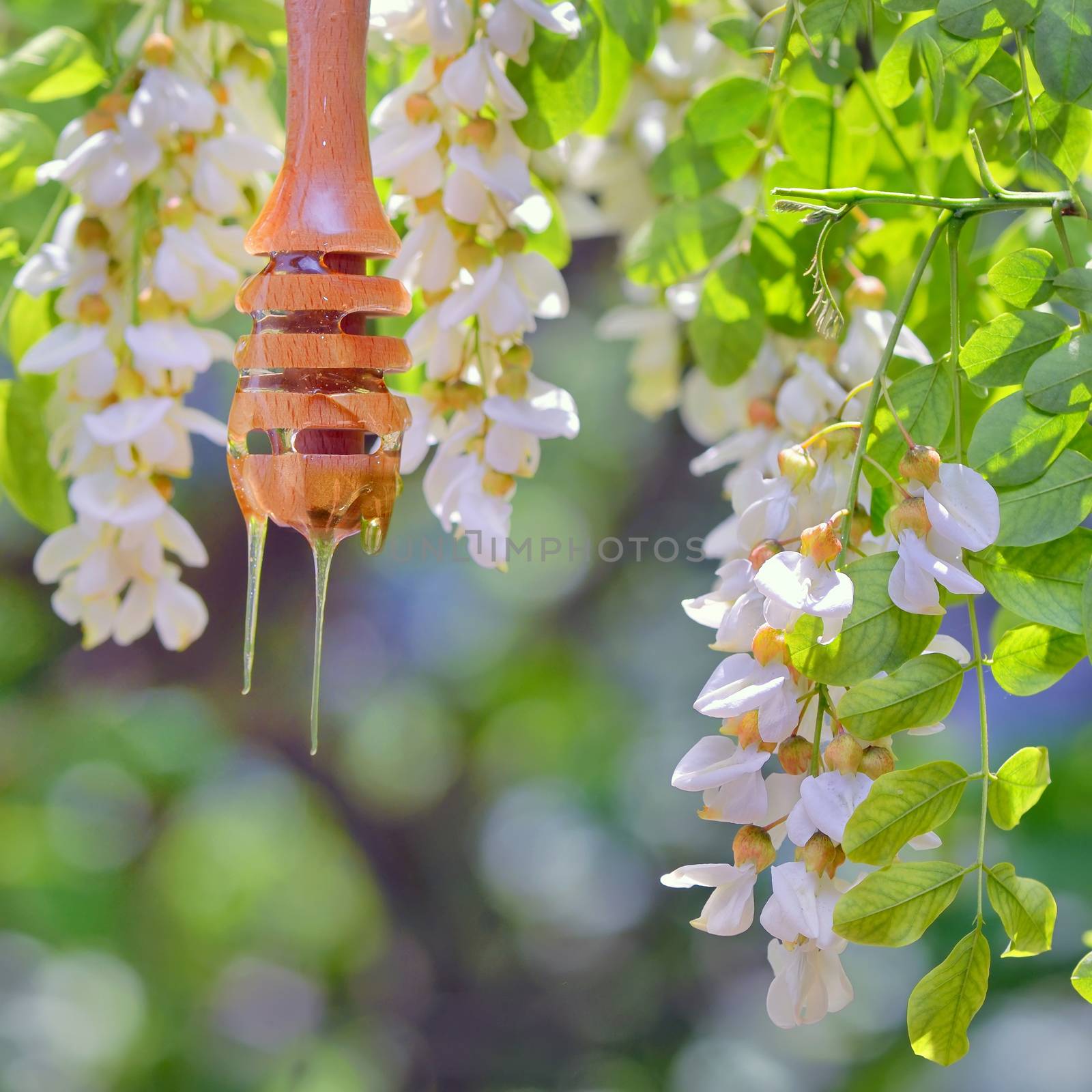 robinia honey with acacia blossoms in nature