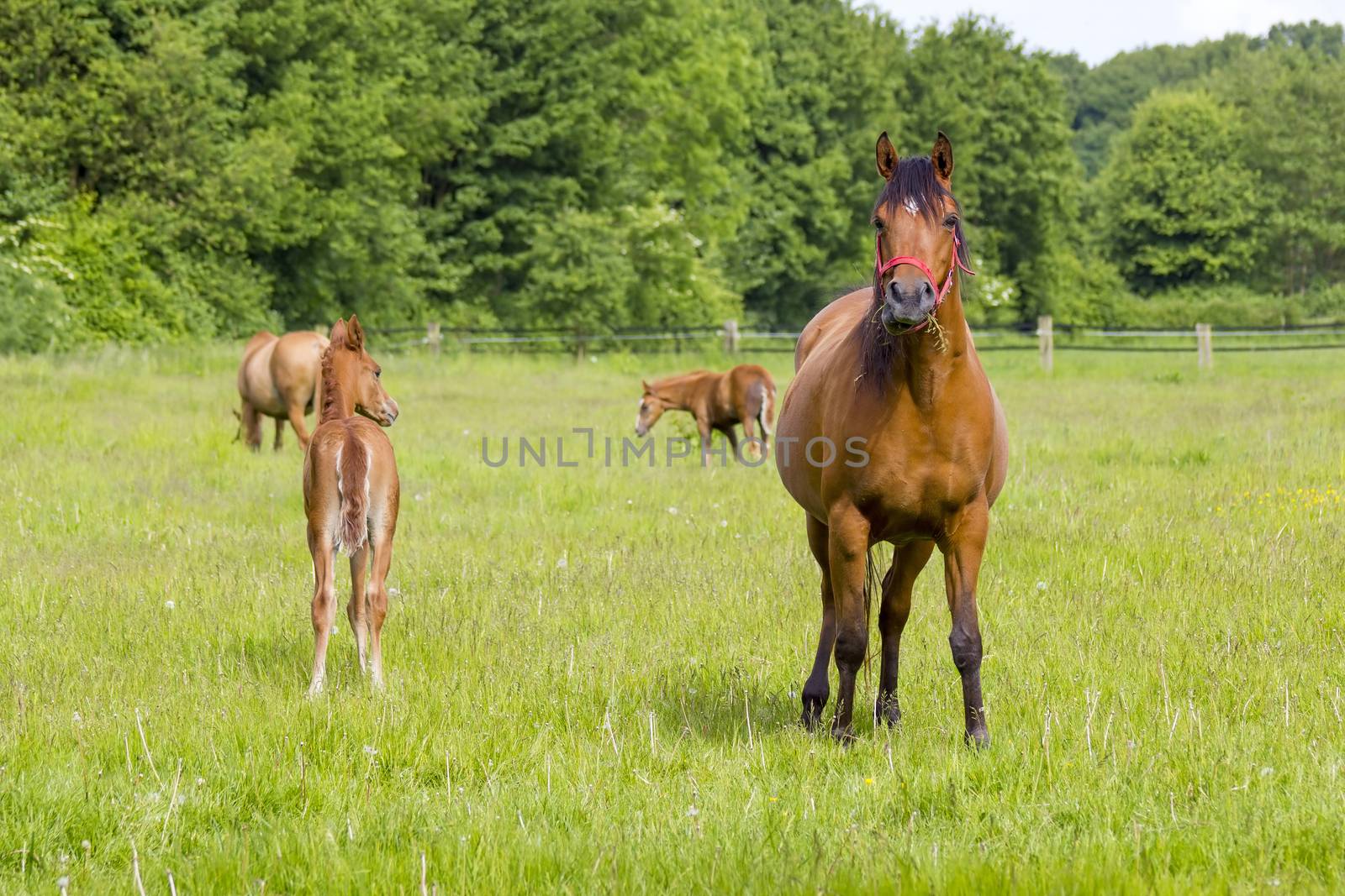 horses on a spring pasture, Lower Rhine Region, Germany