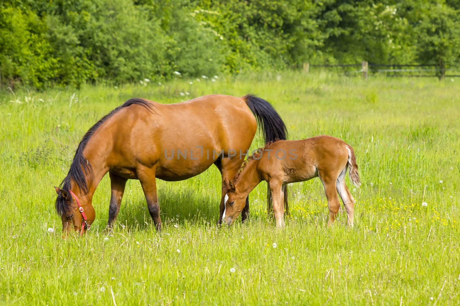 Mare and her foal on a summer pasture. by miradrozdowski