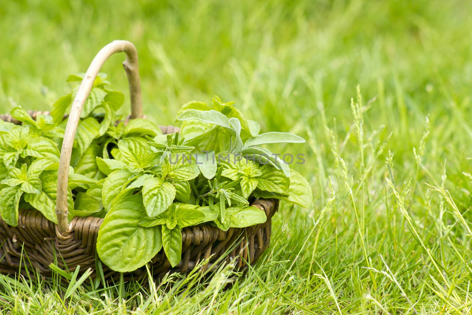 Basket with fresh herbs in herb garden by miradrozdowski