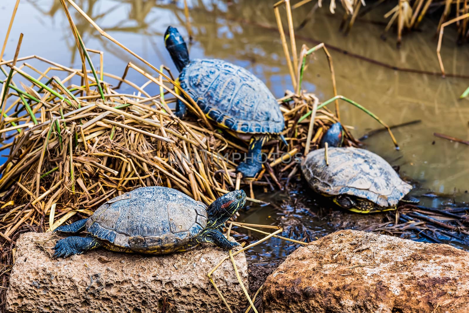 Turtles or tortoises on stone and on reed or cane on swamp or decorative pond