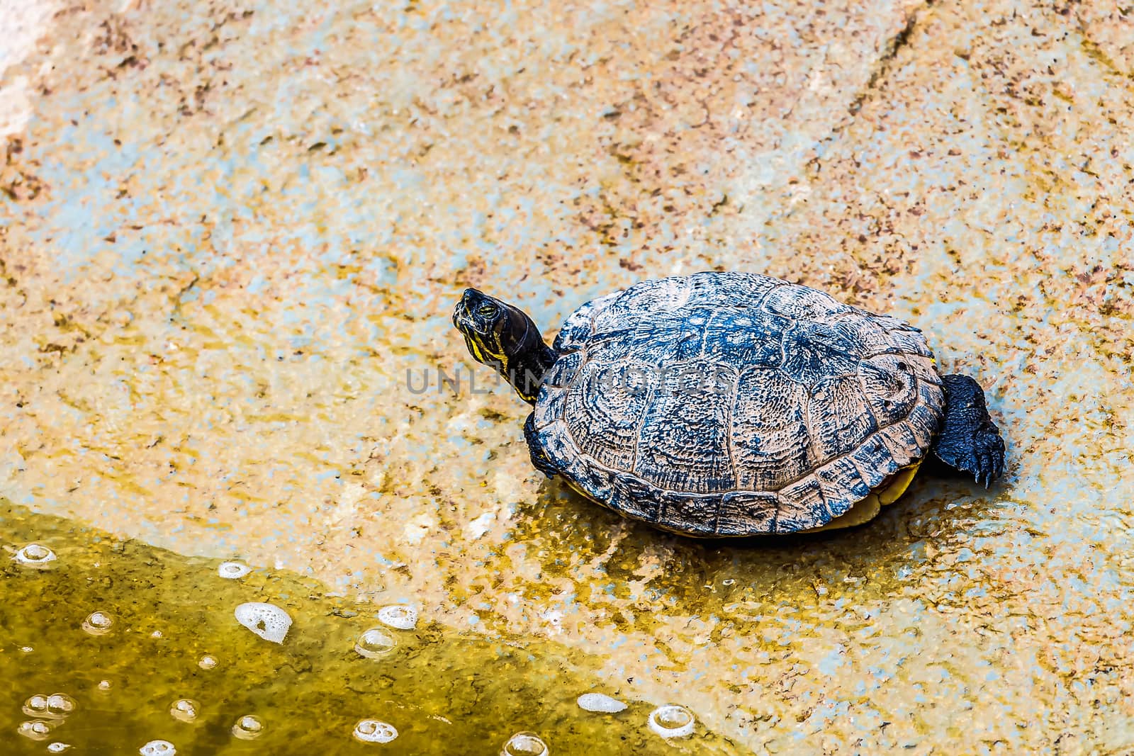 Turtle or tortoise on stone shore of swamp or pond