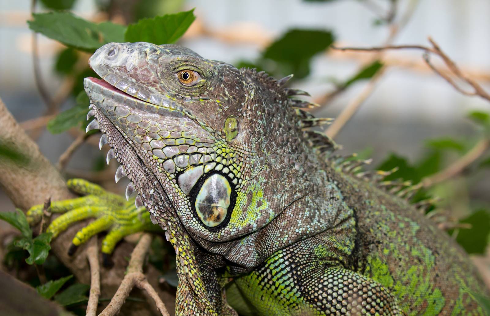 Green Iguana Reptile by fouroaks