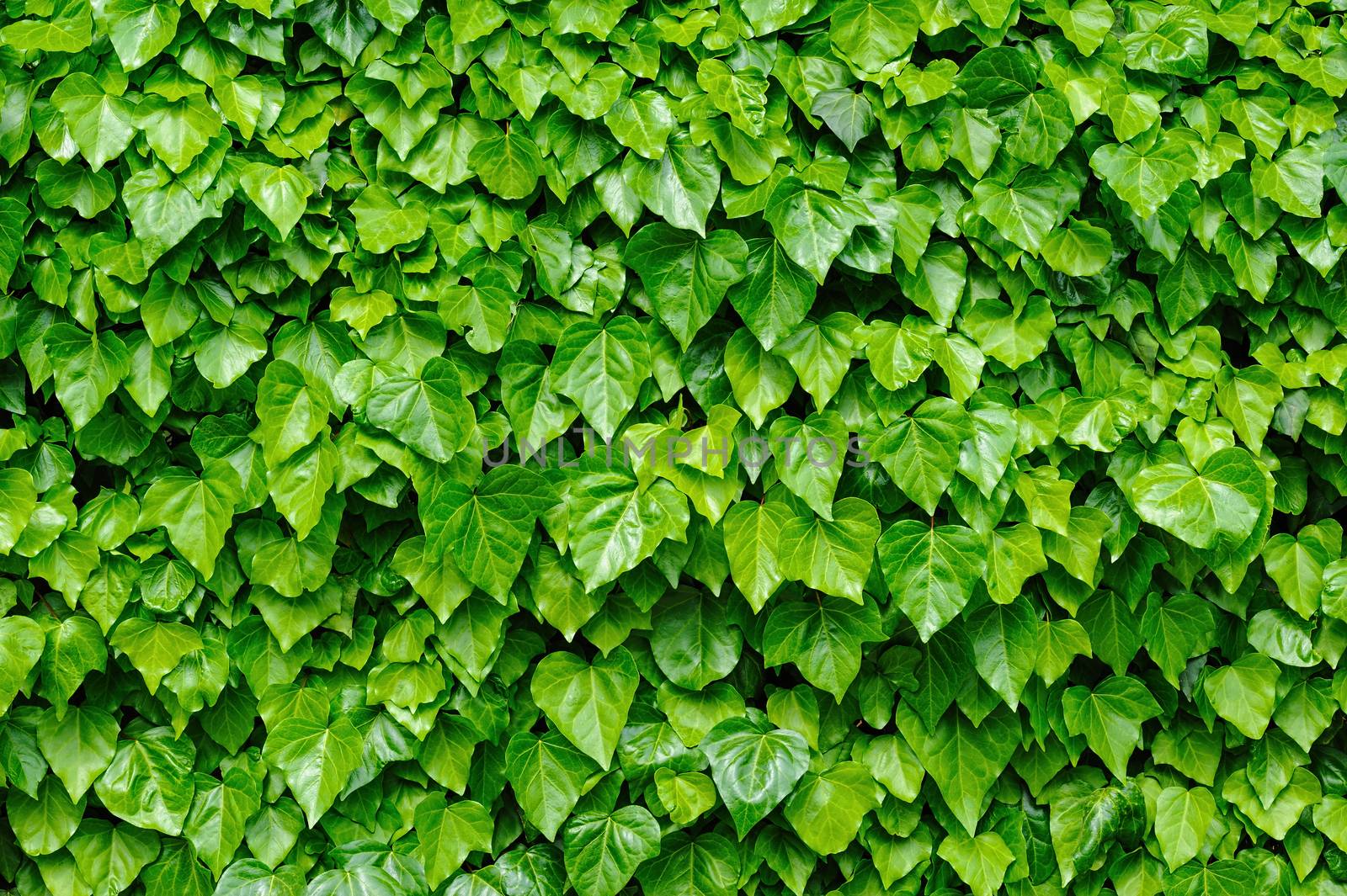 Spring green lush ivy leaves at wall background