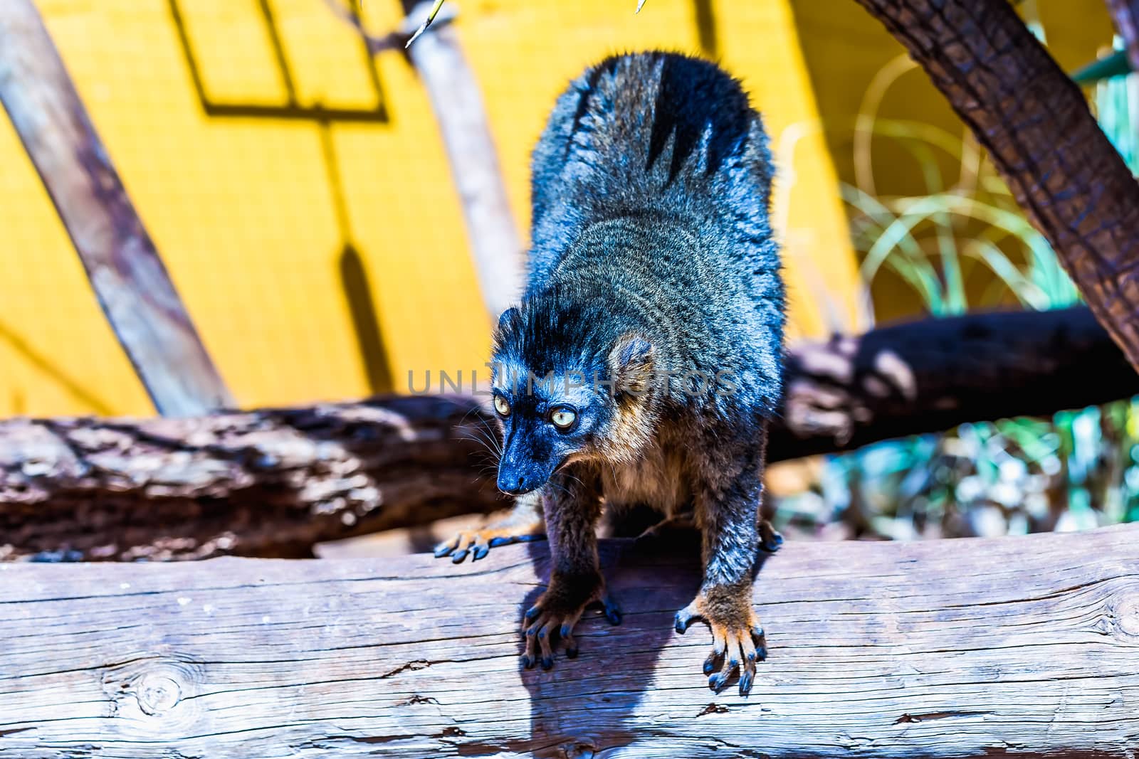 Lemur sitting on wood in zoo