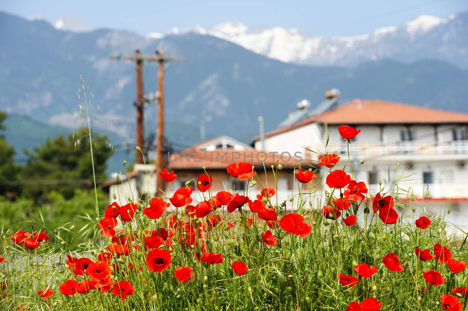 Red poppy flowers at the foot of Olympus Mountain, Leptokaria, Greece