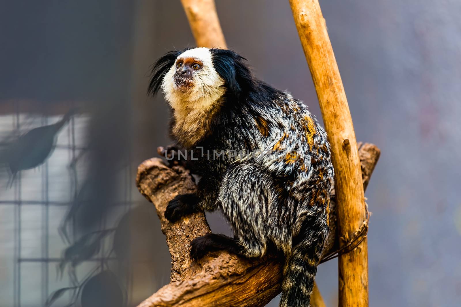 Monkey white-faced capuchin or titi de cara blanca sitting on wood in zoo