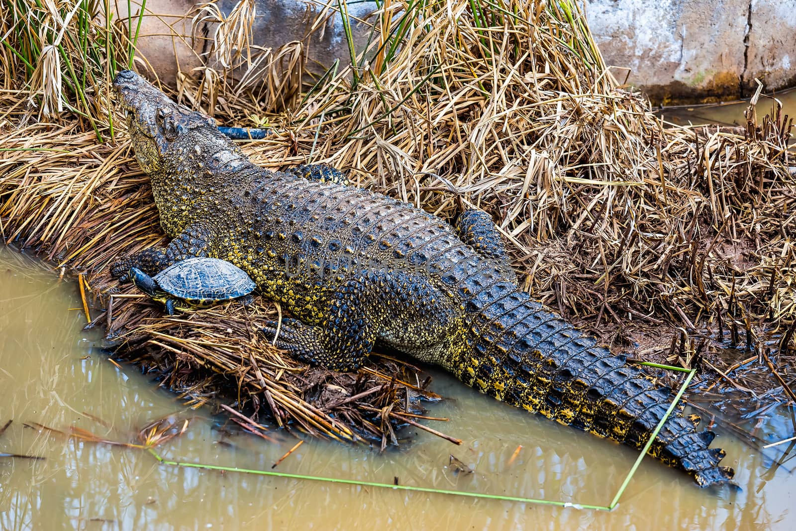 Crocodile with turtle on reed or cane on swamp