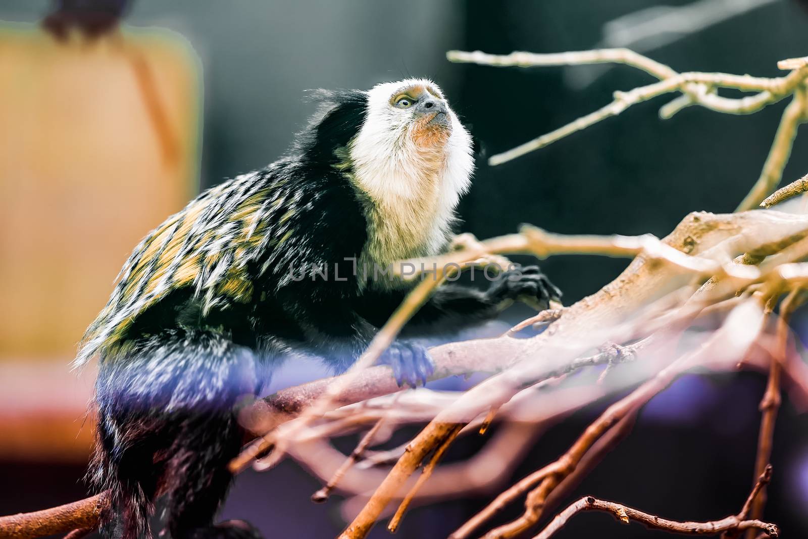 Monkey white-faced capuchin or titi de cara blanca sitting on branch tree in zoo