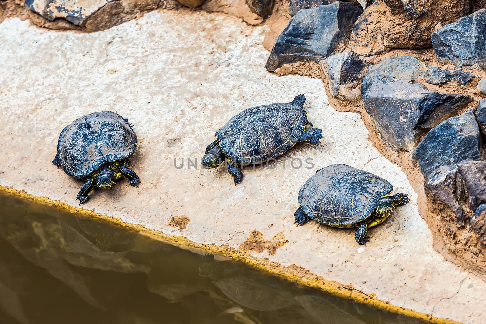 Turtles or tortoises on stone shore of swamp or pond