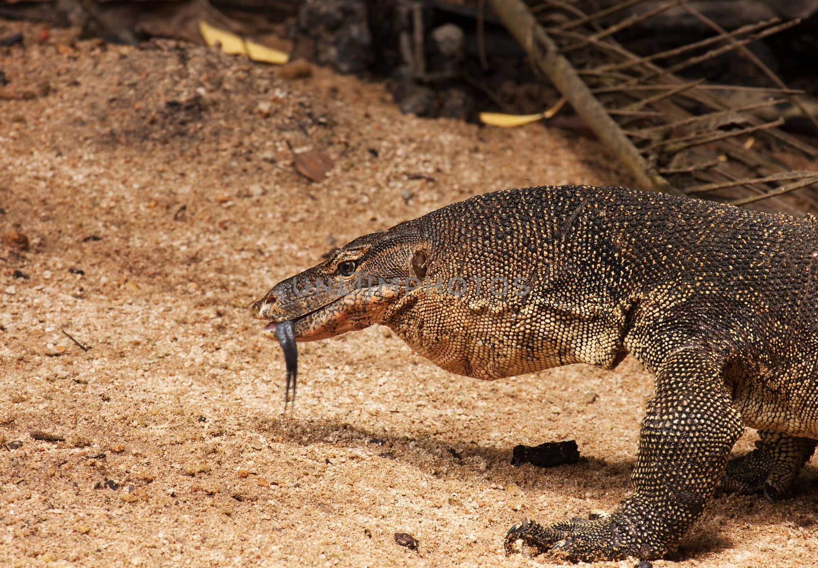Malaysia.Tioman island,summer.Huge monitor lizard examining the environment with tongue