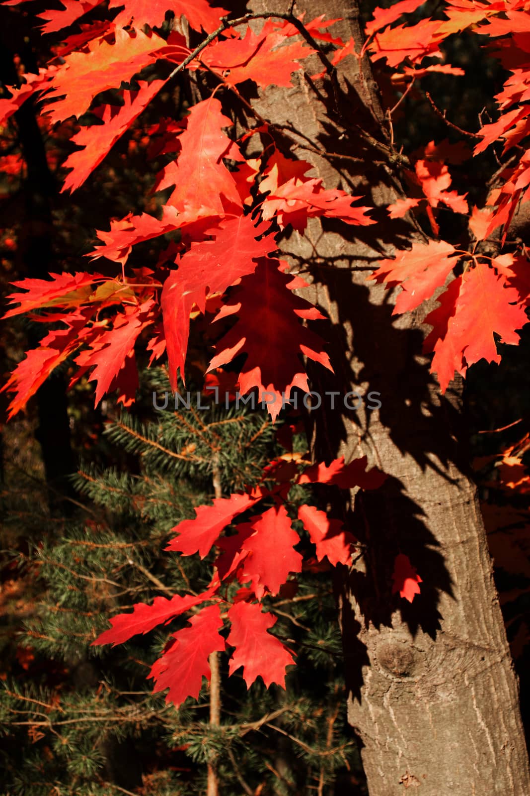 Red oak with leaves in autumn by kuba61