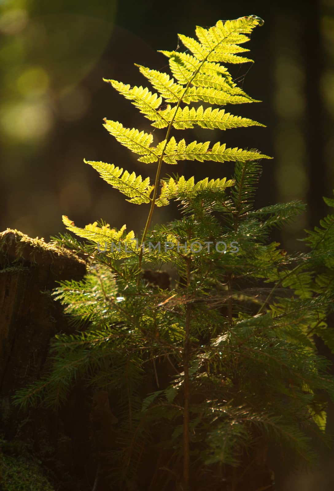 Fern in the forest with early morning by kuba61