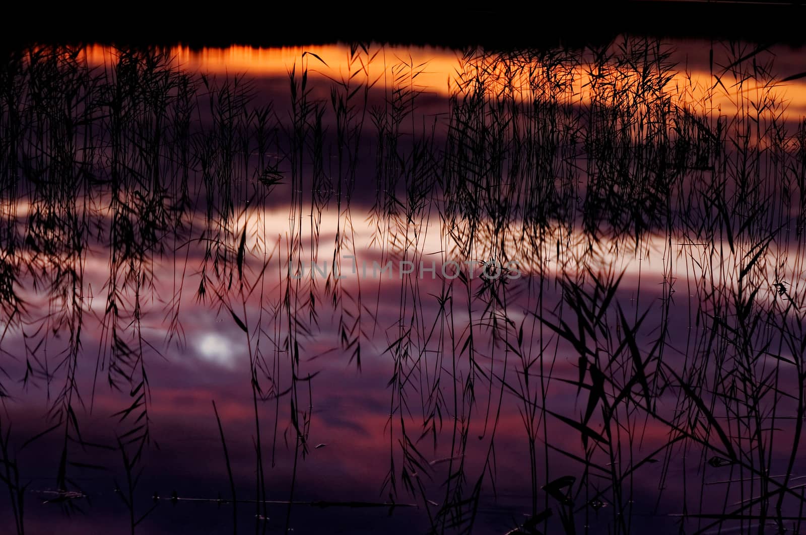 Poland , summer..Reflecting the evening sky in the water.in the water one can see lakes beautiful colours of sky and reflecting reeds