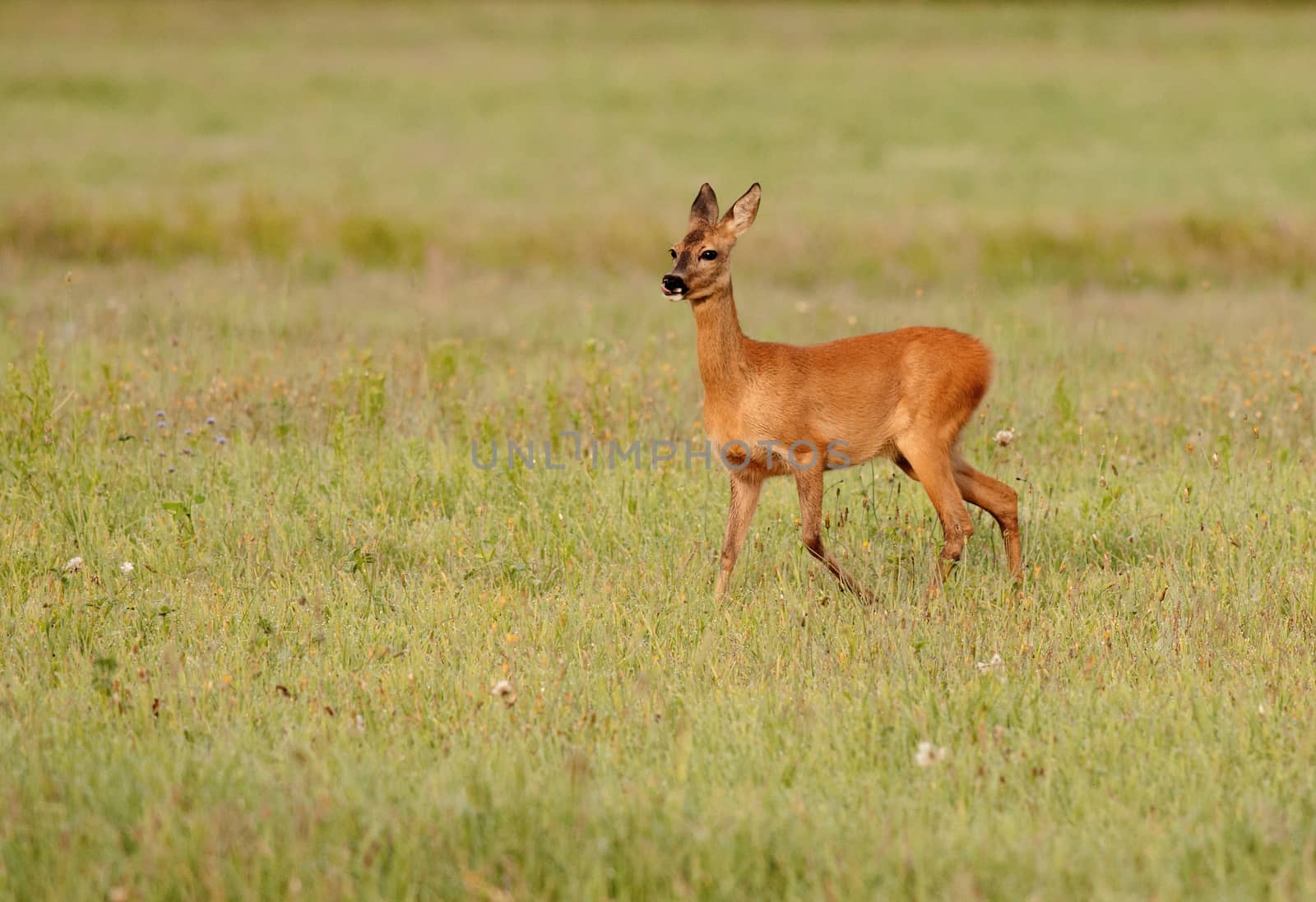 Poland.Mazury near Karwica village in summer.Roe deer grazing on the meadow