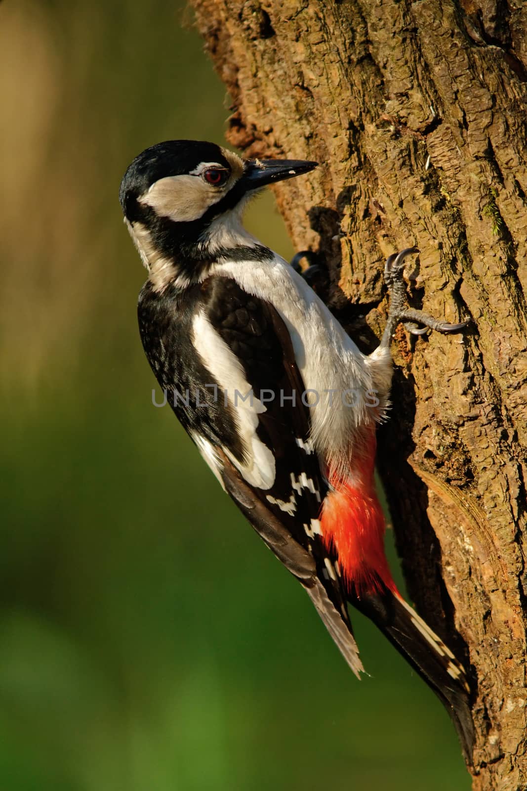 Poland,summer.Adult female the great spotted woodpecker searching for food n the trunk of the tree.