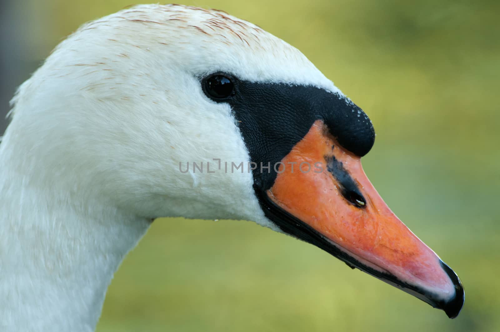 Poland,summer.Portrait of the adult female Mute swan(Cygnus olor).