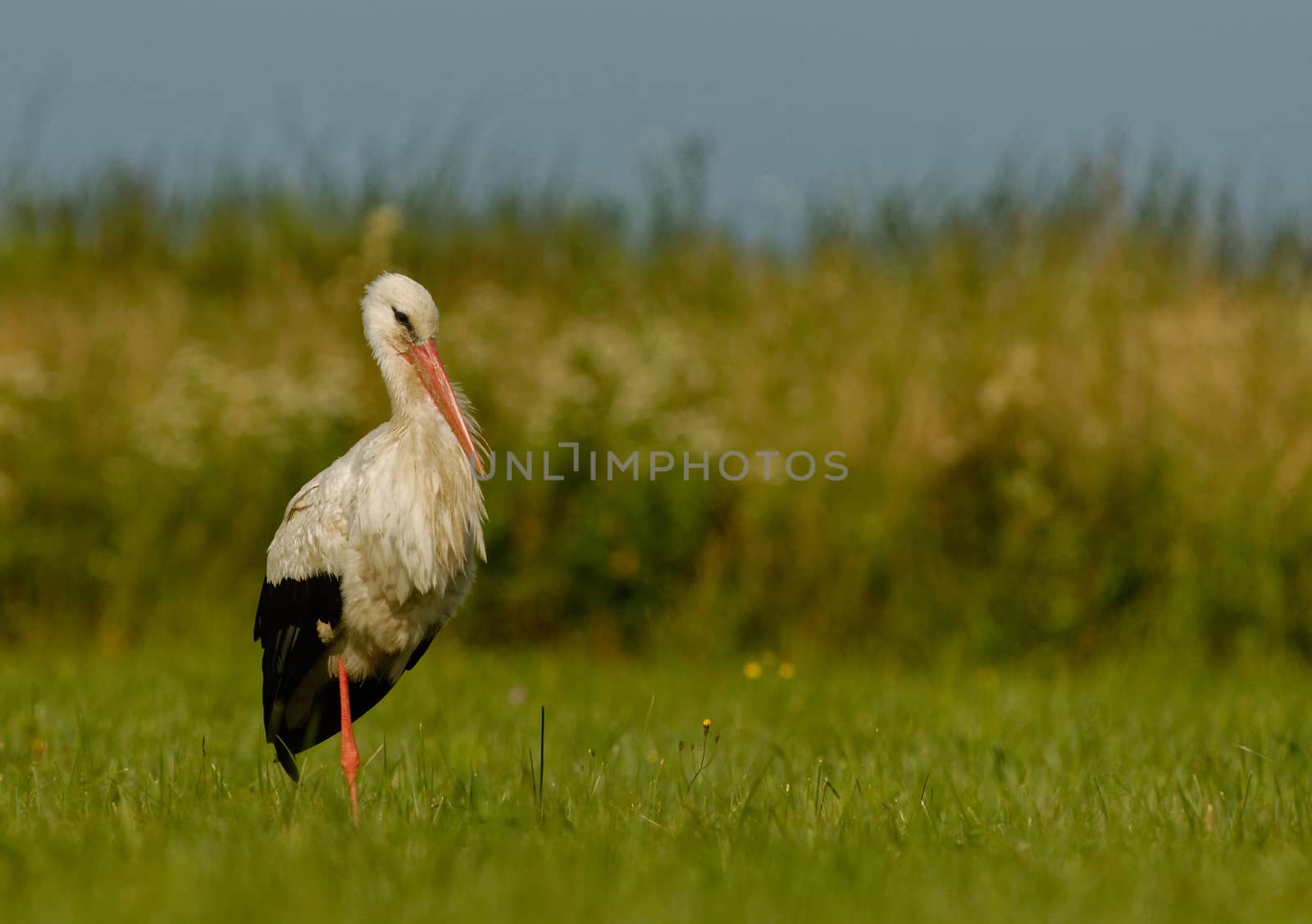 Poland in summer.White stork in the characteristic posture , standing on the one leg.