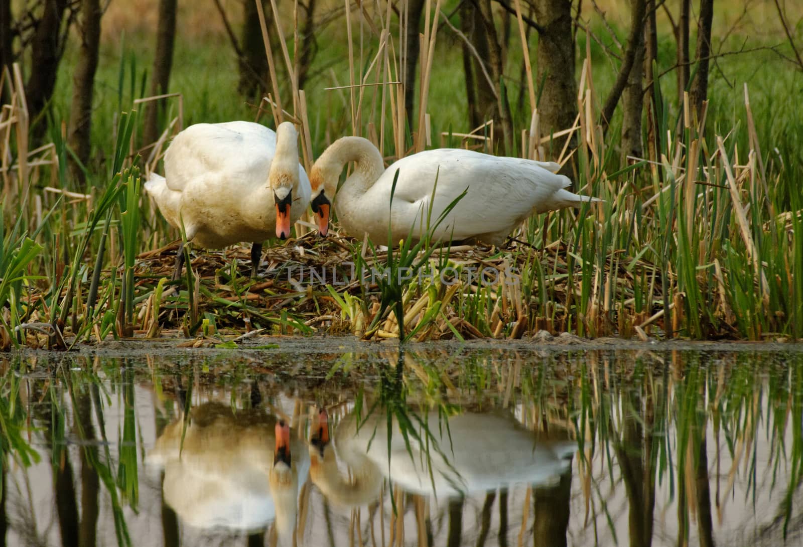 Poland , spring.Early morning.Pair of mute swan is building the nest ,above the edge of the old Bug river bed.Their figures are standing out in the water