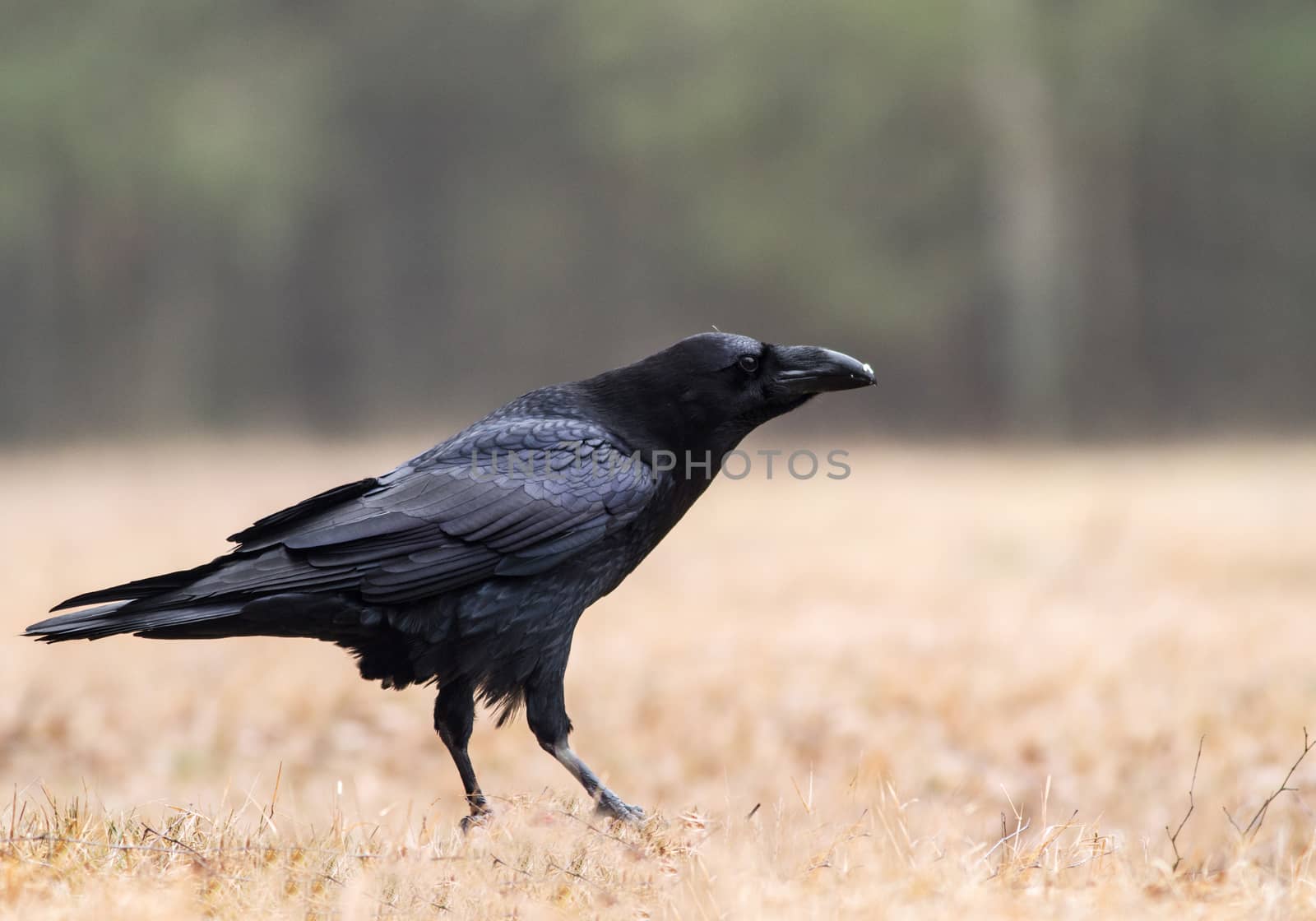 Poland,end of March.Big raven standing on the forest clearing in Bory Tucholskie National Park.It is time of the mating and plumage have a gentle garnet-metallic sheen.