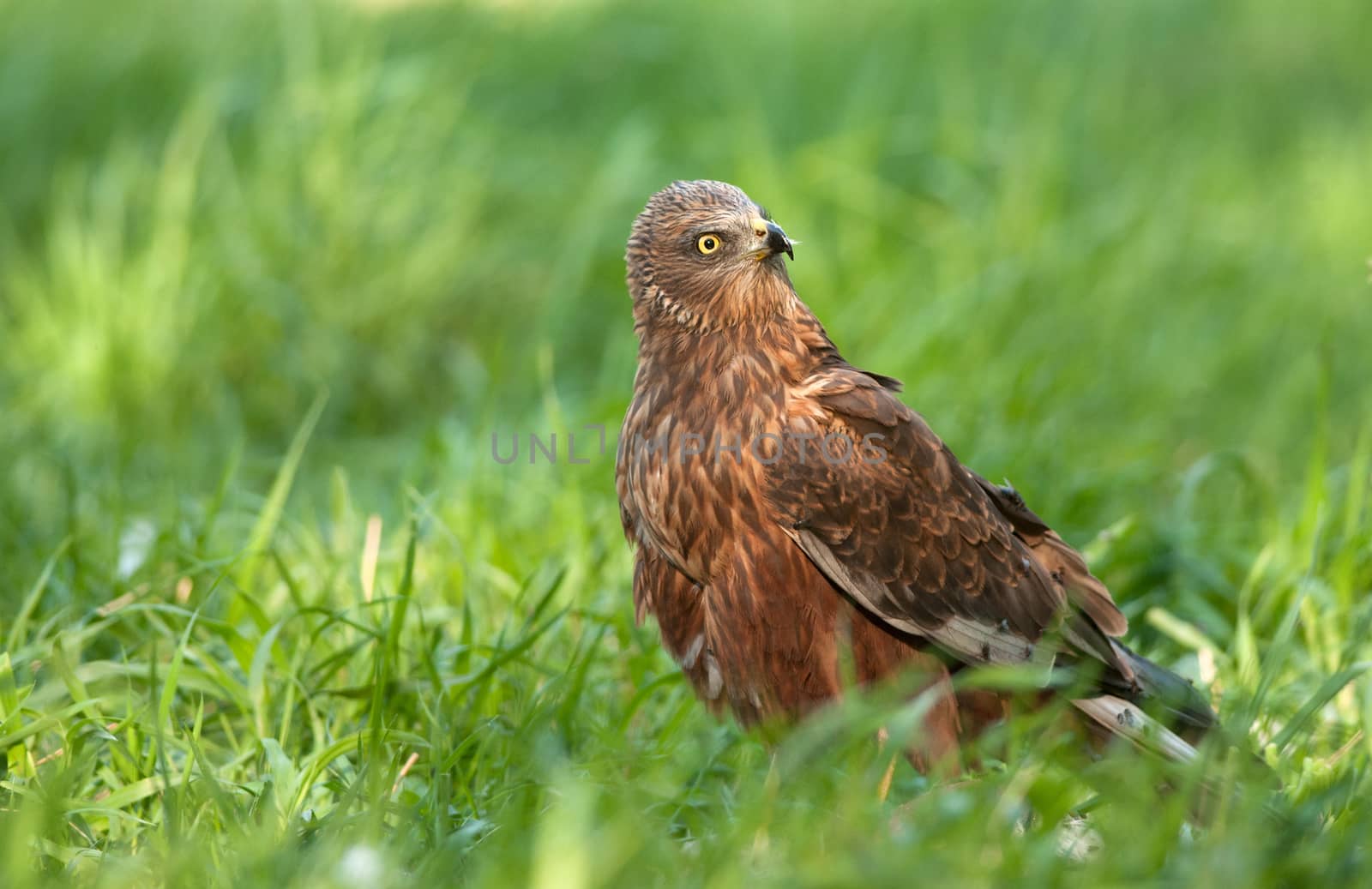 Poland in May.The male of the marsh harrier is sitting on the meadow and is looking to the back.Clearly she is alarmed