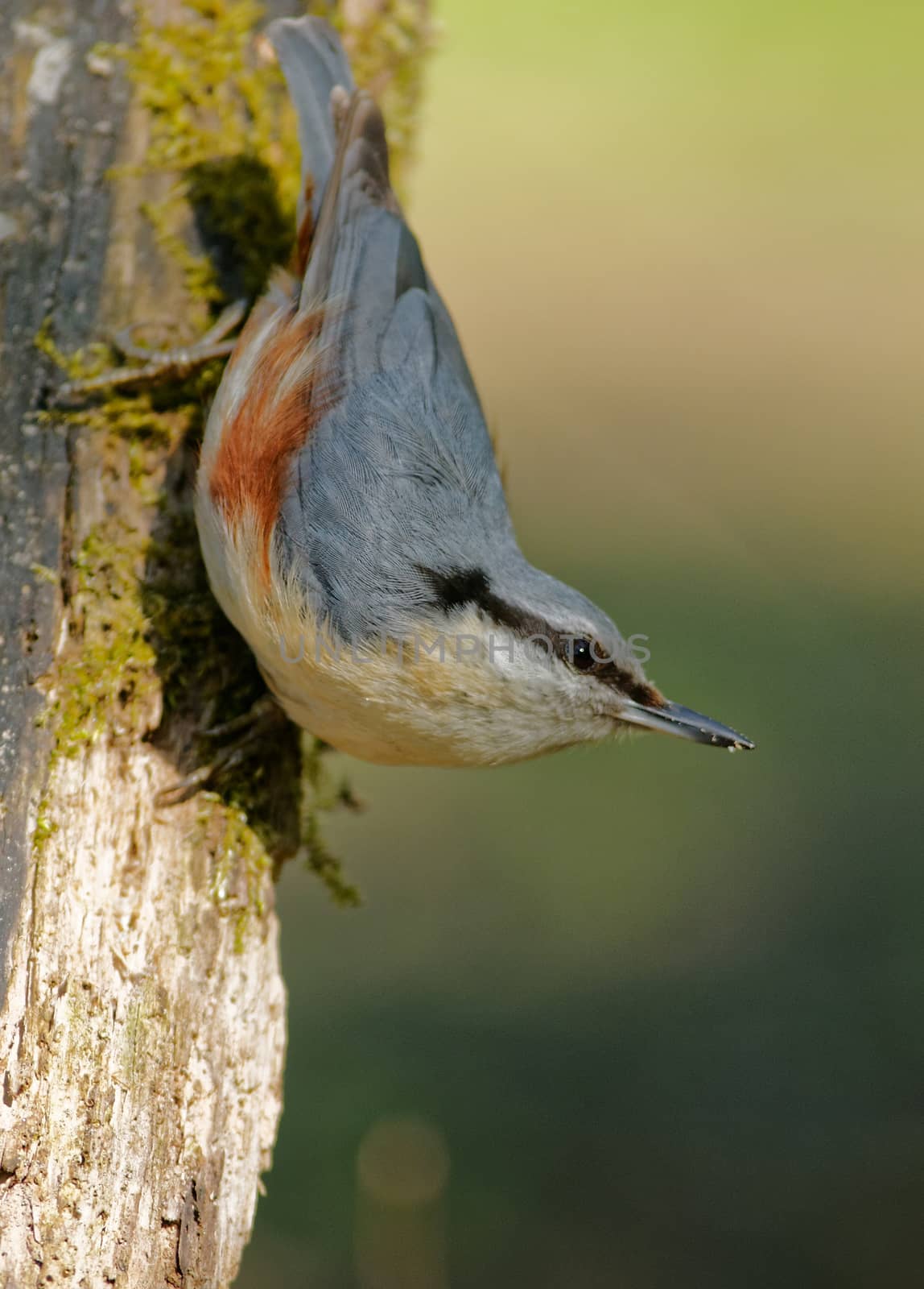 Poland in June.Nuthatch is sitting on the tree with head into the bottom.Vertical view.