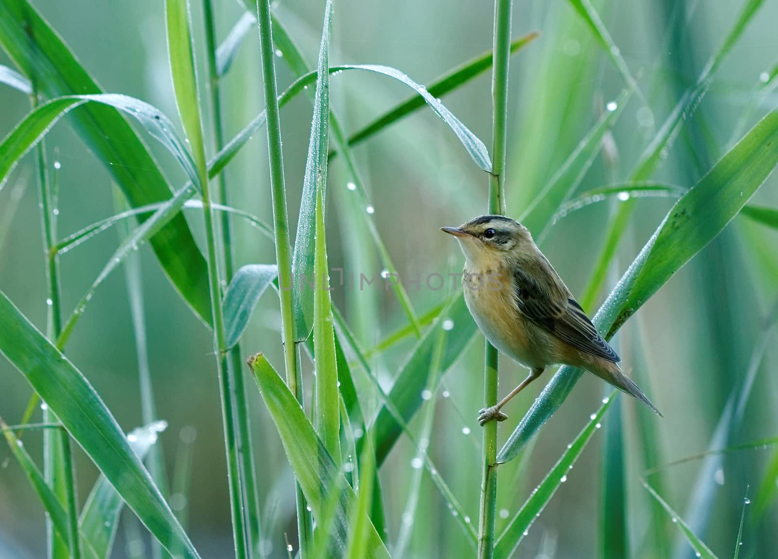 Poland in summer.Reeds above the edge of the old river bed.Aquatic warbler,rare and closely protected species of the bird , sitting on the reed.