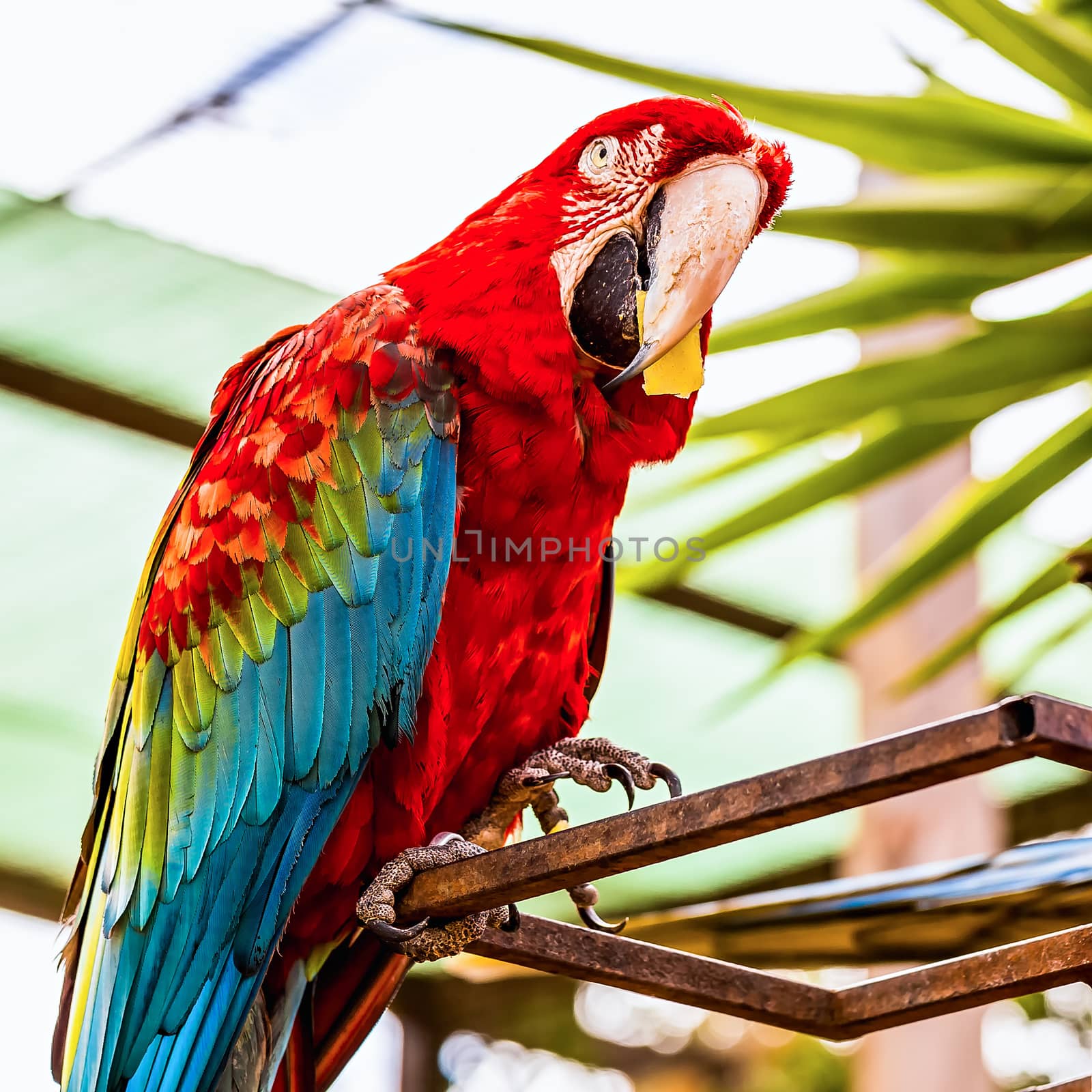Red Macaw or Ara cockatoos parrot siting on metal perch in zoo