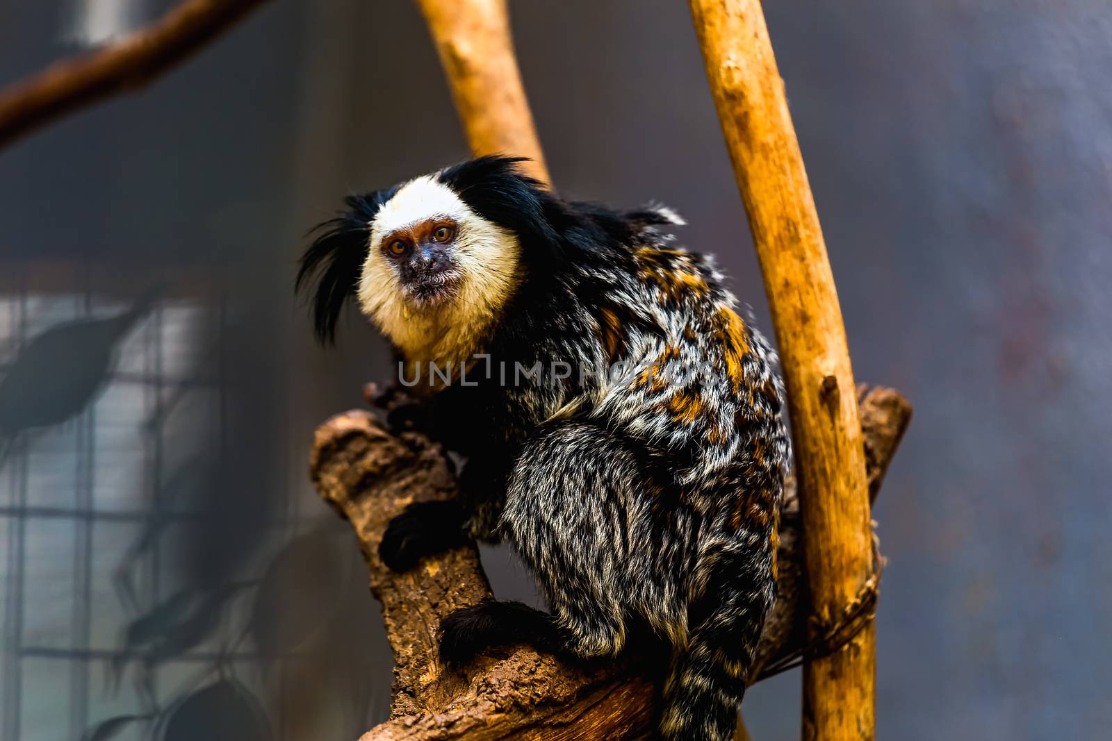 Monkey white-faced capuchin or titi de cara blanca sitting on wood in zoo