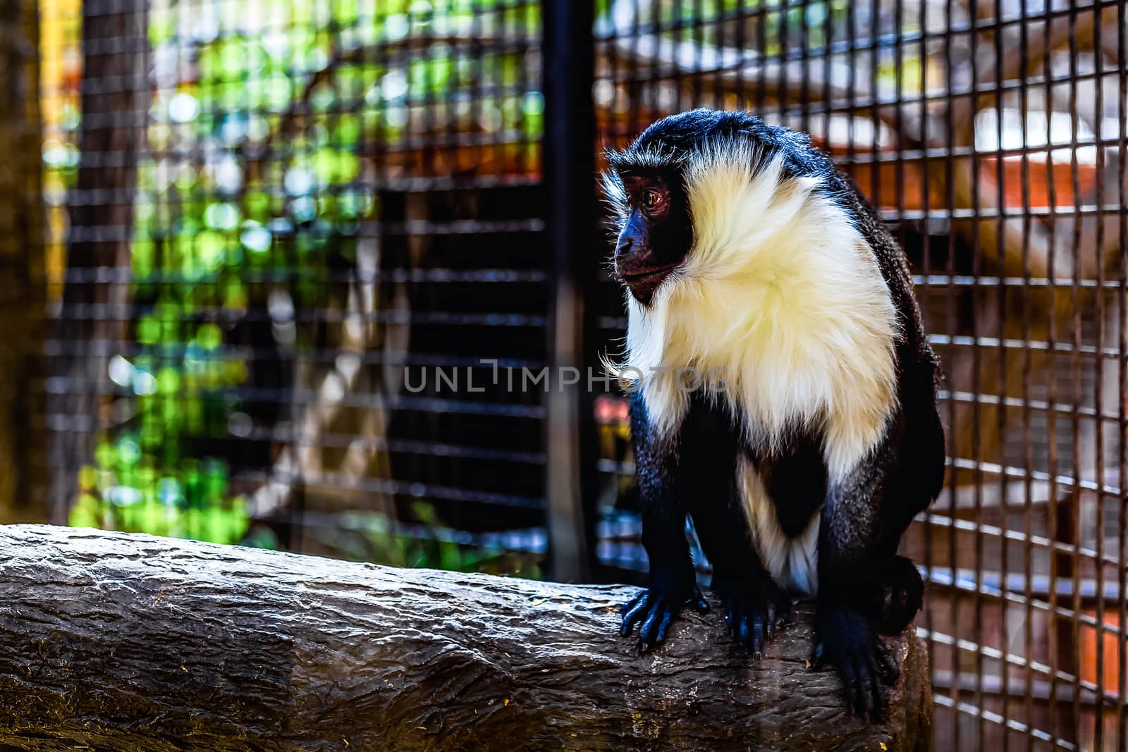 Monkey sitting on wood log in zoo cel