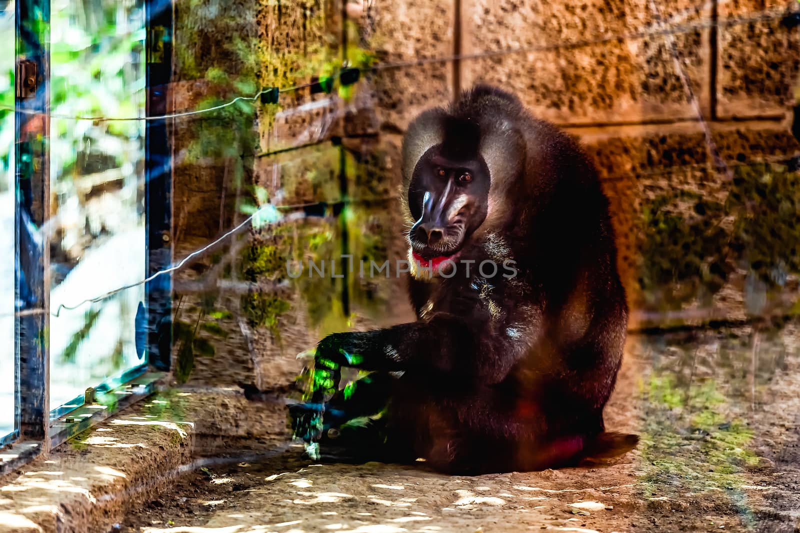 Monkey dril  sitting in zoo cell