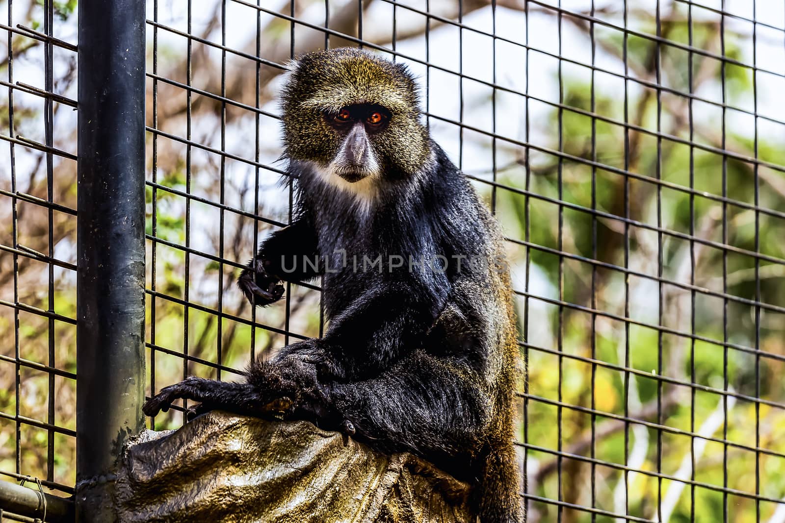 Monkey sitting on wood log in zoo cel