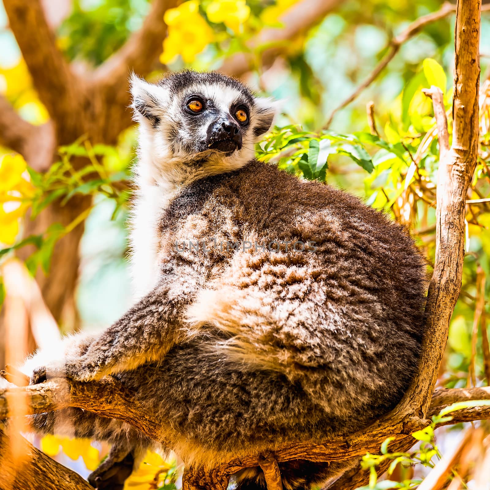 Lemur sitting on tree branches