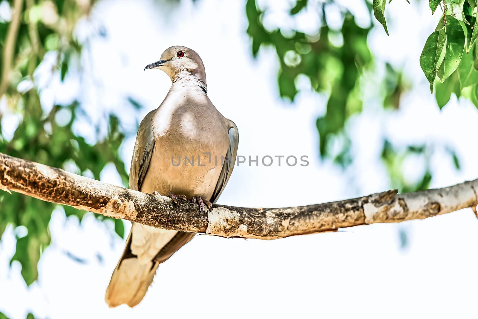 White-winged Dove or pigeon siting on wooden perch in zoo
