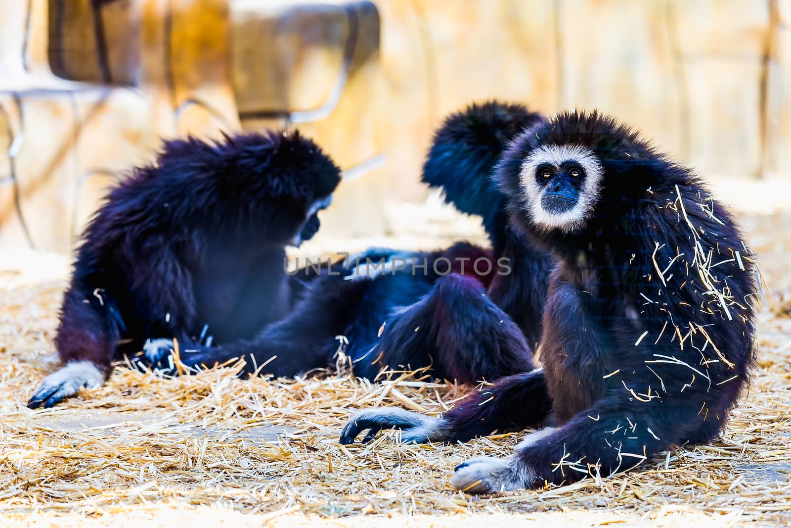 Monkeys sitting on straw in zoo