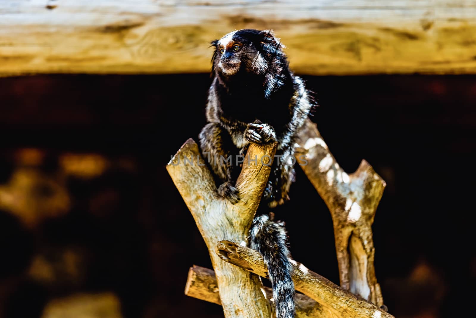 Monkey sitting on tree in zoo