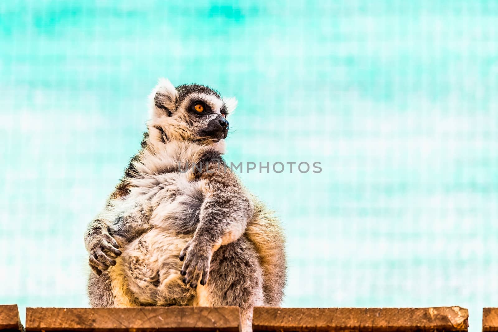 Fatty funny lemur with a big belly sitting on the wood board planks in zoo on turquoise background