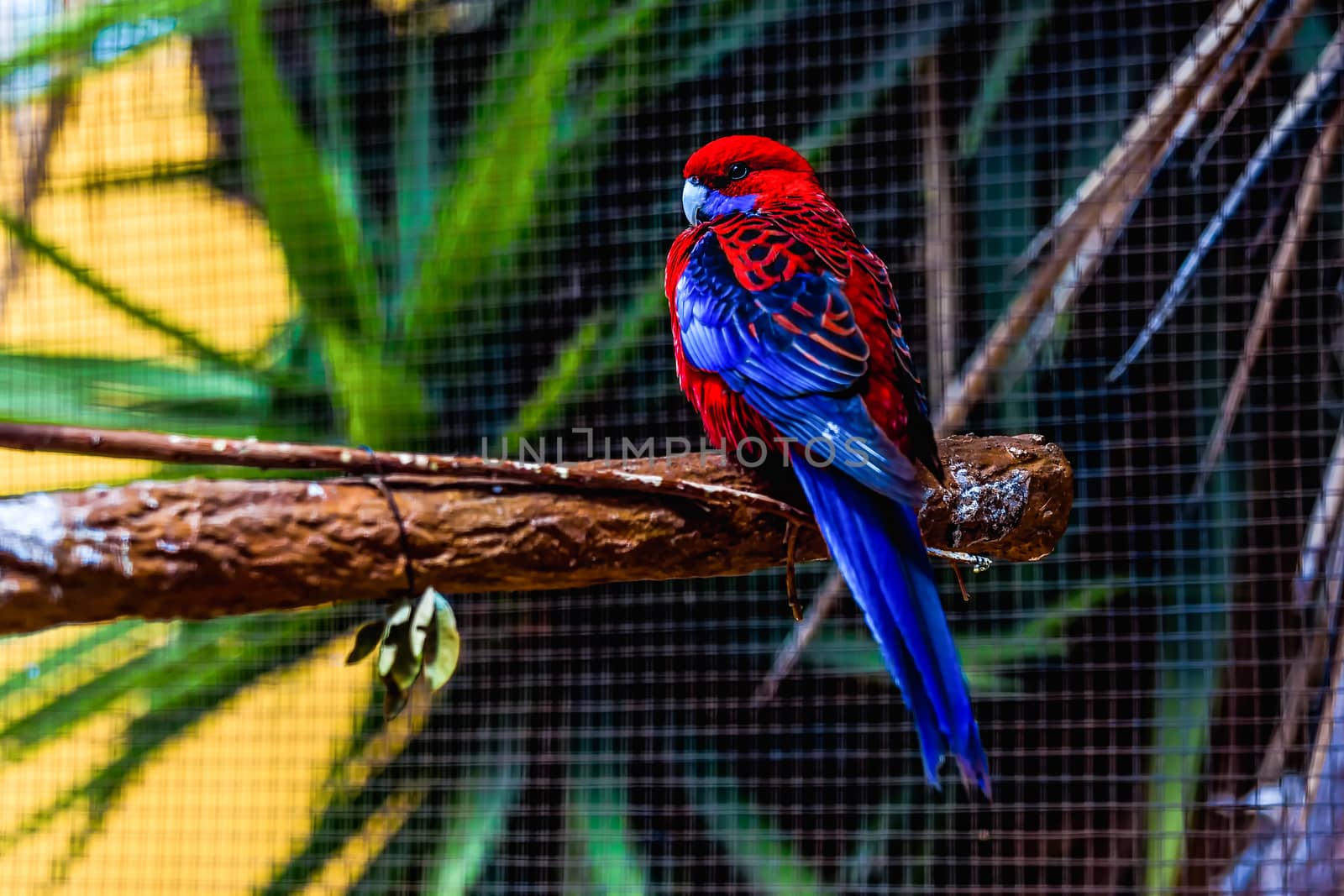 Blue and red parrot siting on wooden perch in zoo
