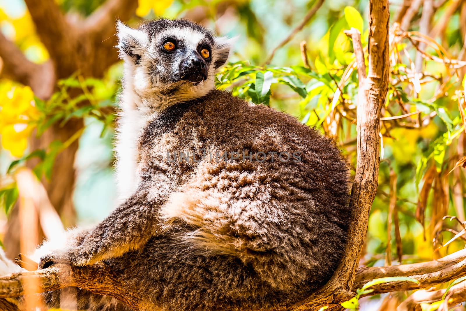 Lemur sitting on tree branches in zoo