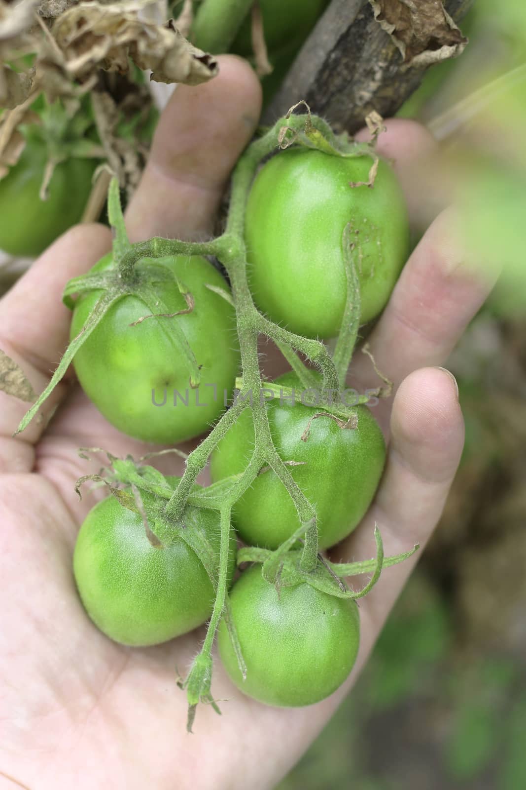 Bush Of Green Tomato In The Garden in man hands