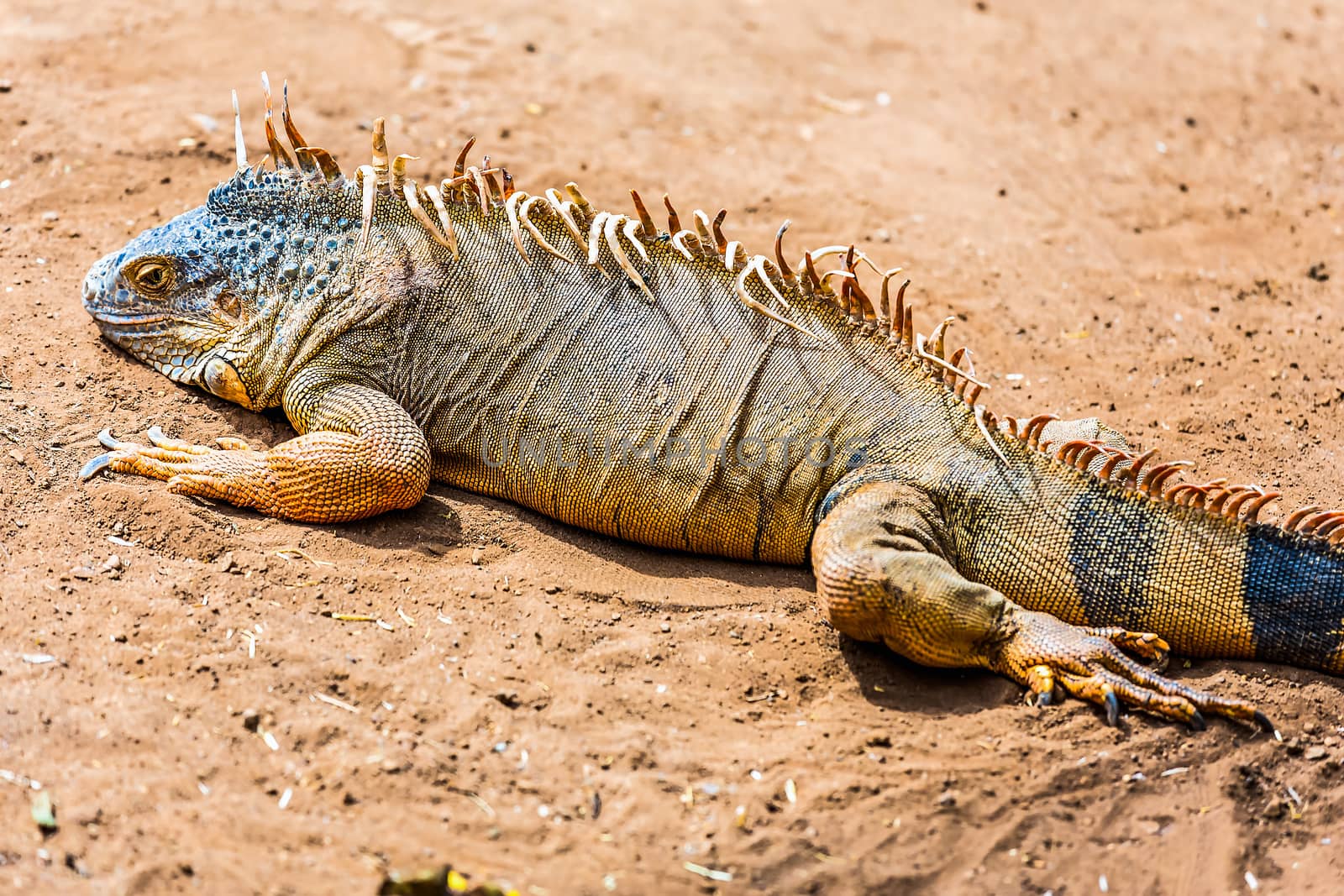Iguana or lizard on yellow sand in desert