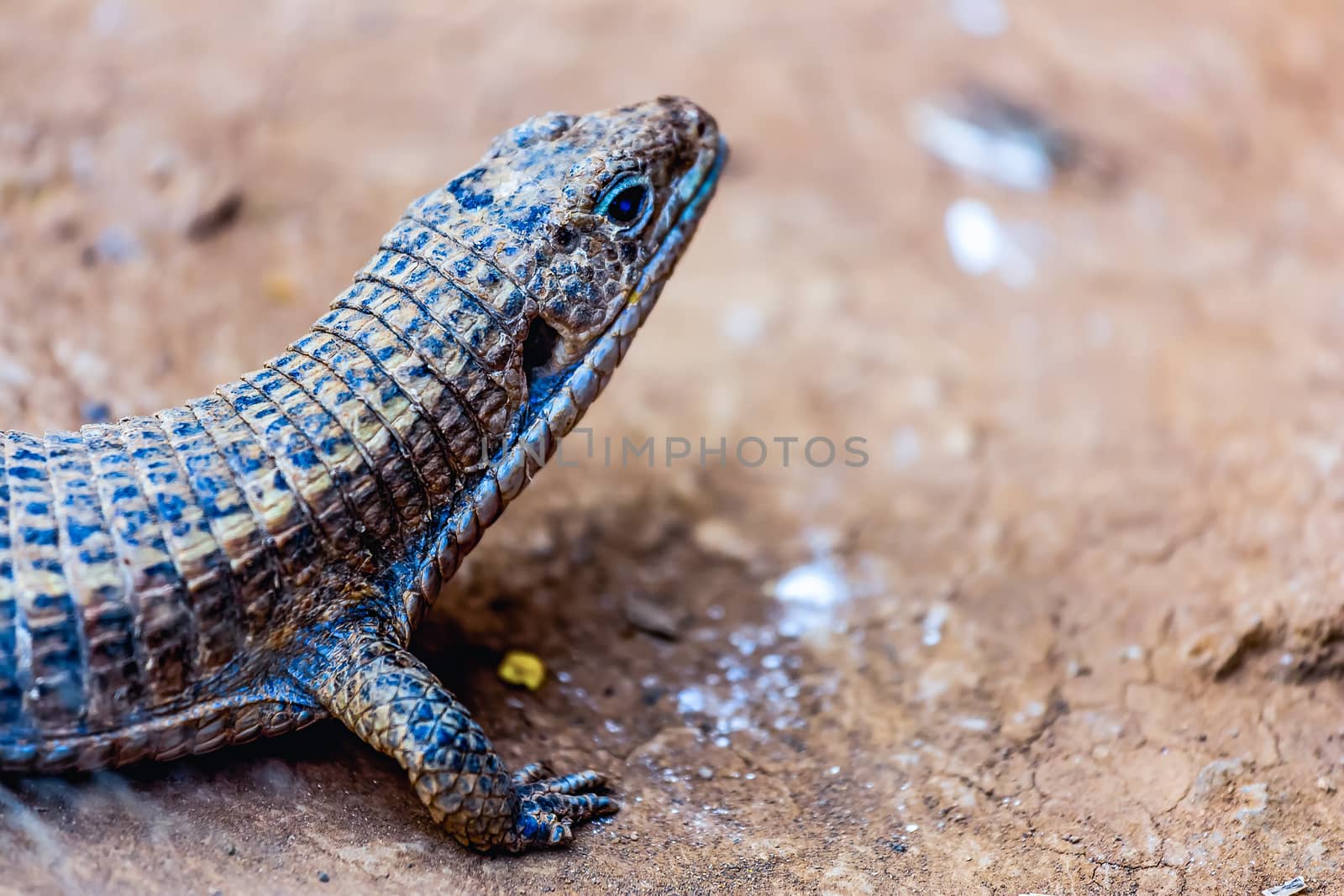 Lizard or lacertian reptile sitting on the ground
